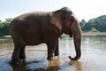 ElephantsWorld Kanchanaburi Thailand Royalty Free Stock Photo